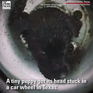 334K views · 1.5K reactions | A puppy in Texas was rescued on Friday after getting its tiny head stuck in the wheel of a car. https://bit.ly/2qhFTkK | Fox News | Facebook