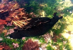 Black Sea Hare
