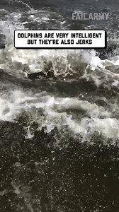 billion dollar idea: dolphin race track 🤪 🤣 #dolphin #ocean #dolphinlove #animalfail #adventure #nature #fail #fblifestyle | FailArmy