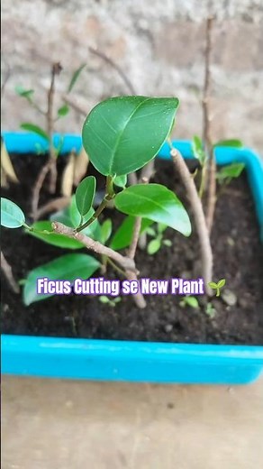 How to Propagate Ficus from Stem Cutting Easily 🌱 #ficus #plantlover #gardeningtips