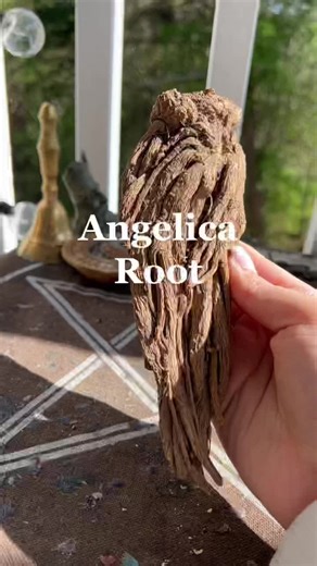 Angelica Root: A Powerful Guardian and Healer
