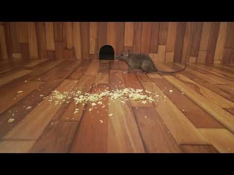 CAT GAMES ~ Hide and Seek Mice in The Jerry Mouse Hole 🐭 10 HOURS 🐭 Videos for Cats to watch