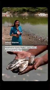 Delhi Heatwave Crisis | 45°C+ Heat Turns Sanjay Lake into Fish Graveyard