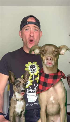 Singing Dog Duet with *NSYNC and Justin Timberlake