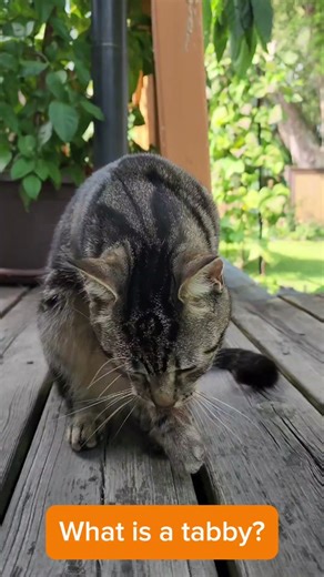 Feline Fact Friday: What's a Tabby Cat?