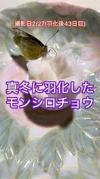 真冬に羽化したモンシロチョウ #モンシロチョウ #モンシロチョウ飼育初心者の記録 6 #butterfly #nature #insect #昆虫