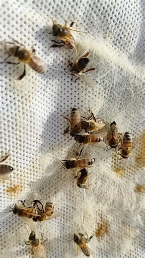 what happens when an unsuitable fabric is chosen for covering the bees as if they were hanged