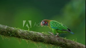 Brown-hooded Parrot (Pyrilia haematotis) perching in the rainforest, Costa Rica