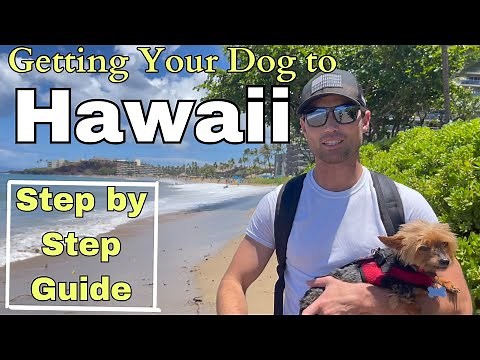 How To Get Your Dog to Hawaii: Skip Quarantine for Direct Airport Release