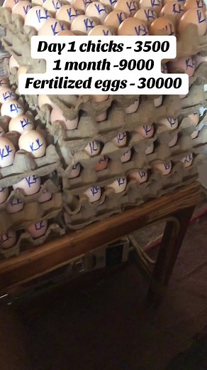 kyosilocalchickenfarm on TikTok