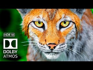 BEST HDR 8K 60fps Video - Dolby Vision (8K / 4K TV)