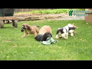 Beautiful Cocker Spaniel Puppies