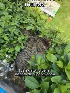 Gato sin instinto de supervivencia: vídeo tierno de gato y lémur