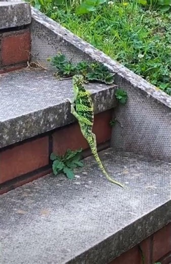chameleon unique dance