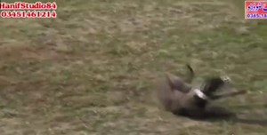 6.7K views · 105 reactions | We know many greyhounds are being...