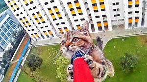 Lucky cat! Rescuers came to the aid of this kitten that was stuck on a ledge 12-stories high http://cnn.it/2dVj3bv | CNN