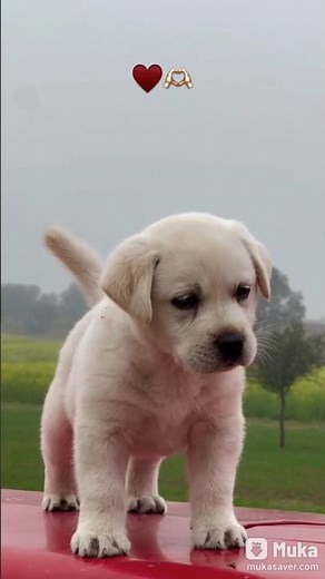 dog dangerous dog in world #viral#video#viralvideo #pitbull #top10strongestdogs.