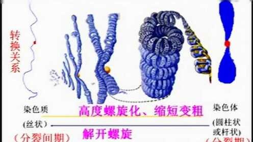 细胞核的结构和功能