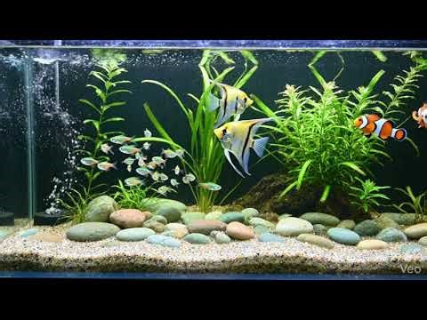 Realistic Aquarium Loop🐠 | Relaxing Fish Tank for TV | No Music white sound