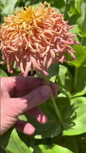 5 gorgeous zinnia flowers types you’ll want in your garden | cut flower farm