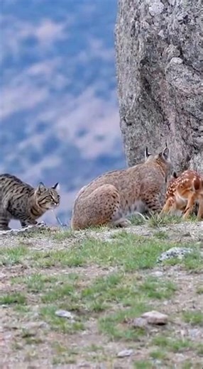 Cat Videos – Brave Mother Cat Fights a Bobcat to Protect the Baby Deer
