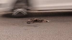 Dead Cat On Highway Kitten Hit Stock Footage Video (100% Royalty-free) 1108493645 | Shutterstock