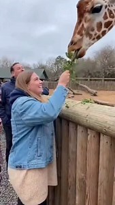 70K views · 3.2K reactions | Giraffe Decides to Take the Tourist Home...