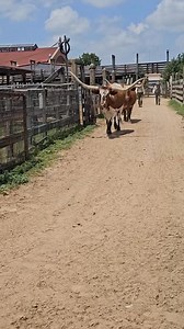 221K views · 5.6K reactions | After a long (and very well-deserved) vacation, our beloved “Big Mac” is officially back. Now that he’s returned, he’s made sure to make a statement with his strut.  Catch him leading the Fort Worth Herd with that signature swagger! | Fort Worth Herd | Facebook