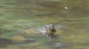 Snapping Turtle Shallow Water Small Pond Stock Footage Video (100% Royalty-free) 2411441 | Shutterstock