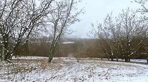 Spring forest with melting snow. A snow-covered landscape with the first signs of spring emerging, buds on trees and melting snow.