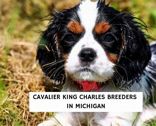 6 Best Cavalier King Charles Breeders in Michigan! - We Love Doodles