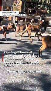 59K views · 125 reactions | On Saturday, June 15, at Cedar Point amusement park in Sandusky, Ohio, dozens of goats were seen on the loose. | New York Post Video | Facebook