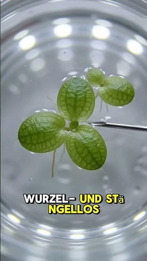 THE WORLD'S SMALLEST FLOWER! 🌿 DIE KLEINSTE BLUME DER WELT! 🌿