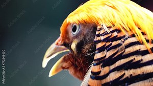 4K Golden pheasant, Red golden pheasant, Chinese pheasant