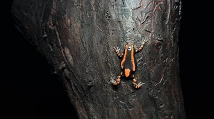 Herping South Africa! Rubber Frogs, Crocodiles, and Mega Fauna! Join me for the first few days of an unreal trip to South Africa! | NKFherping