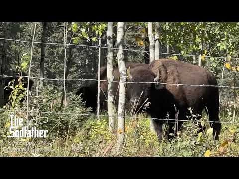 A Landscaper Anthem - Sod Everywhere - Johnny Cash Cover