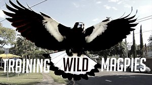 Handling Australia’s aggressive magpies