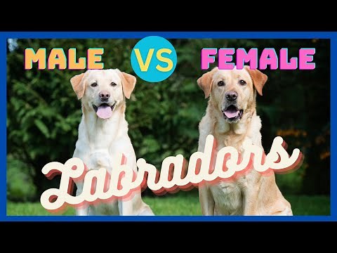 10 Key Differences Between Male and Female Labradors: The Ultimate Guide to Choosing