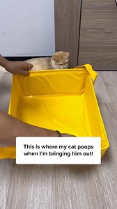 193K views · 690 reactions | Get this Portable Litter Box today to let your cat poop during travel! ✨ | Cuddles & Meow | Facebook