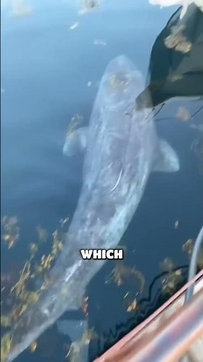 The Greenland Shark is the longest-lived Vertebrate