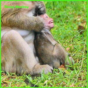 Million hurt!! Baby monkey was crying so loud angry mom so much!! She cry deep terrible hungry milk!! | RESEP Monkey