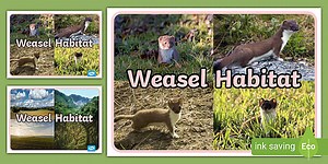 Weasel Habitat Display Photos