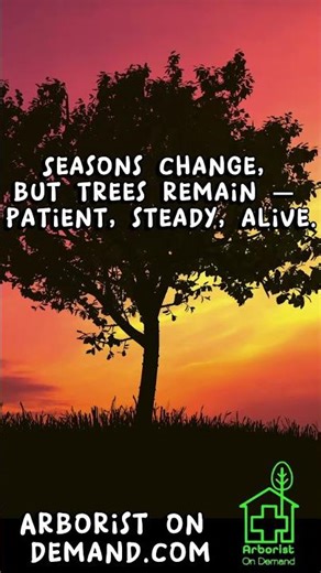 🌳 Life Lessons From Trees (Inspirational Short) - My Son's first video!!!