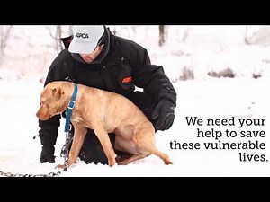 Ask the ASPCA: What is Dog Fighting?