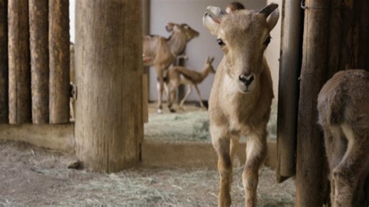Have You Ever Heard of an Eland? Come Find Out Why They Are So Important