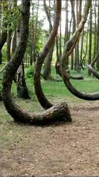 The Crooked Trees Mystery