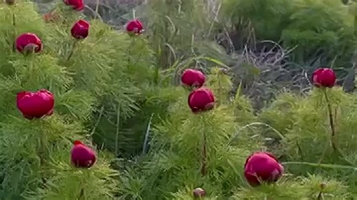 ❤️‍🔥Вид на дикие пионы на Белой скале