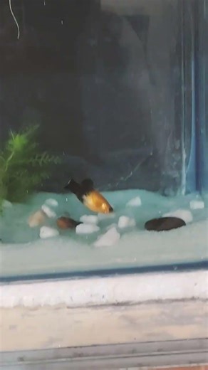 new fish tank video ♥️♥️🐬🐠💯💯😎