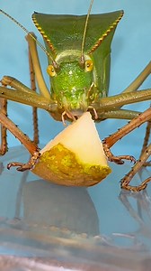 582K views · 16K reactions | The giant hooded katydids eyes are mesmerising  #gianthoodedkatydid | Jumping spider & Moth life | Facebook