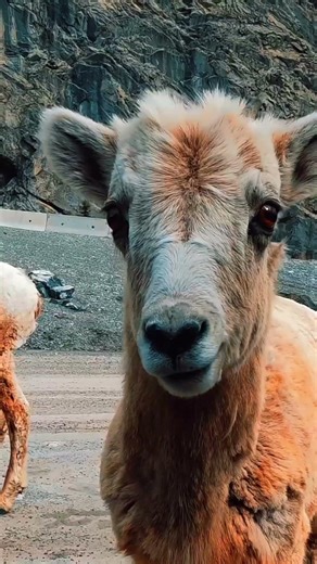 Wildlife Moments in Banff & Jasper | Canadian Rockies #wildlifetravel #animalencounters #cuteanimals